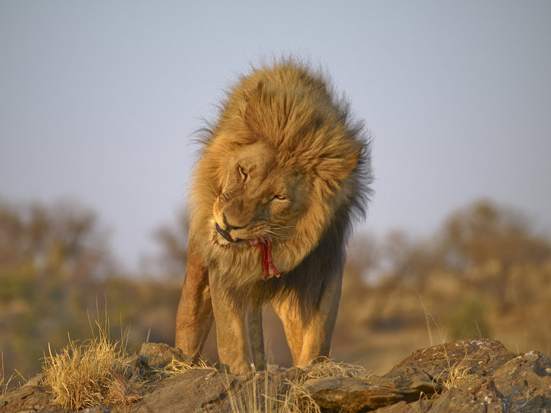 Lion, Amani Lodge